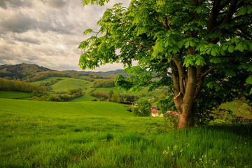landscape with trees