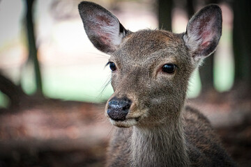 Fototapeta premium Deer