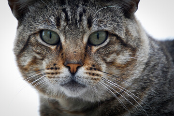 Fototapeta premium Hauskatze 