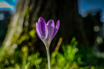 Fototapete bei efototapeten.de bestellen   