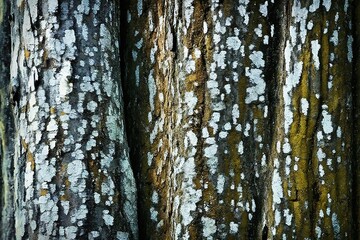 Fototapeta premium tree in the park