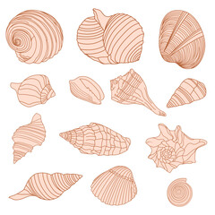 Seashells illustration. Vector, Brown shell dress. sea shell isolated on white background for banner, poster, print, textile, card