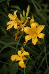 Fototapeta premium Beautiful blooming yellow daylily flower (Hemerocallis) on the lawn close-up 