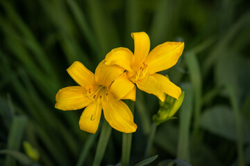 Beautiful blooming yellow daylily flower (Hemerocallis) on the lawn close-up	