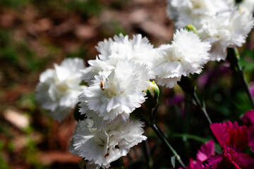 Dianthus Blooming Flowers in a Spring Garden