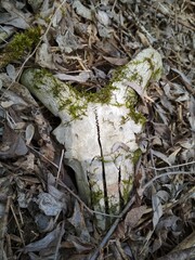 The skull of a goat with a crack on the forehead at the site of the seam with green moss overgrown on it lies on a forest strewn with fallen dry leaves. The Concept of Time Limitation of Life.