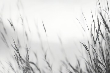 Fototapeta premium grass