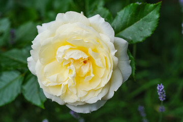 A vibrant yellow and white rose flower with lush green leaves on a natural background
