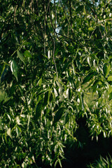 Hanging willow branches with green leaves. Background from green willow leaves