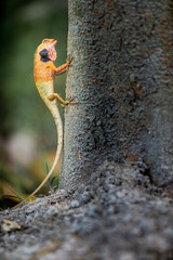 Lizard or Chamaleon on the tree in the wild.