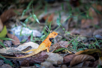 Lizard or Chamaleon on the tree in the wild.