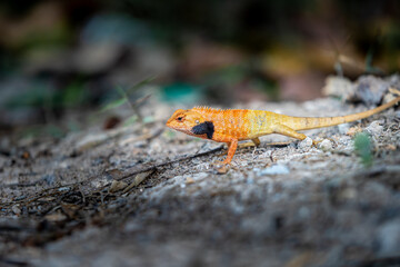 Lizard or Chamaleon on the tree in the wild.