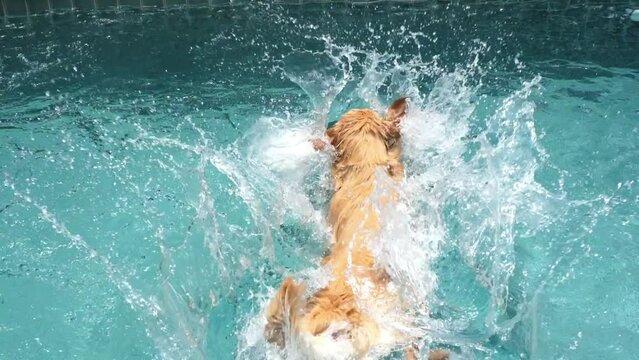 Dog catches ball and happily jumps into pool, splashing water. Jumps accompanied by cheerful splashes, creating playful atmosphere. Splashes of water emphasize joy and energy of fun moment in pool