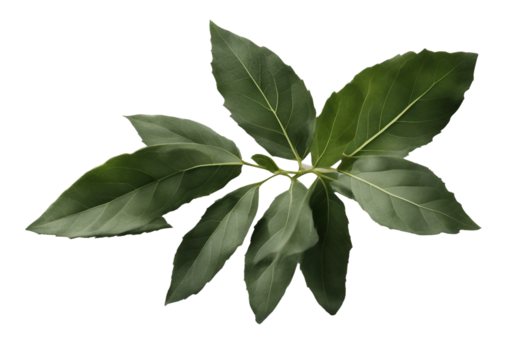 Et of healthy herbs elements Fresh bay leaf isolated on transparent background