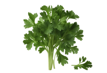 Et of healthy herbs elements Fresh parsley isolated on transparent background