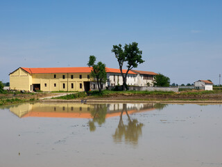 Fototapeta premium Rice fields in Novara province, Italy