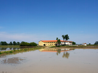 Obraz premium Rice fields in Novara province, Italy