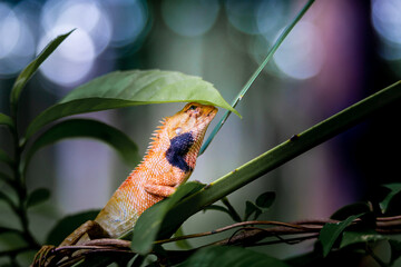 Lizard or Chamaleon on the tree in the wild.