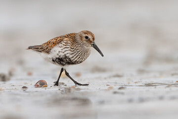 Dunlin (Calidris alpina) walking on the shore, North Uist, Outer Hebrides, Scotland