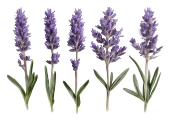 Naklejka premium Set of healthy herbs elements Fresh lavenders in row isolated on transparent background