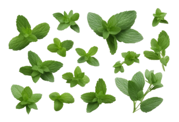 Set of healthy herbs elements Fresh mint isolated on transparent background