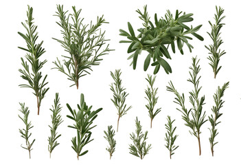 Fototapeta premium Set of healthy herbs elements Fresh rosemary isolated on transparent background