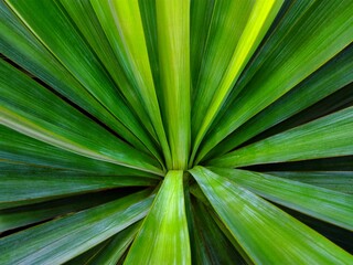 Fototapeta premium Green tropical leaf background. Striped leaf abstract green tropical background texture simple pattern. Summer spring minimal tropical exotic leaf green spa background. Leaf lines grass color gradient