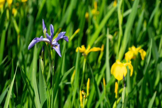 Rare Purple Iris Flower Surrounded By Yellow Flag Iris