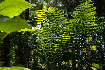 Sun Bathing Ferns In Forest