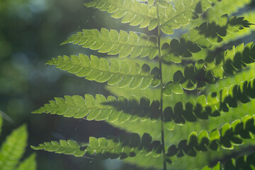 Light Play In Forest Through Green Ferns Illumination And Shadows