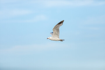 seagull soaring in the blue sky