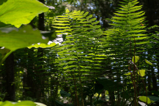 Sun Bathing Ferns In Forest