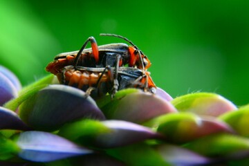 amore insecto © jholy