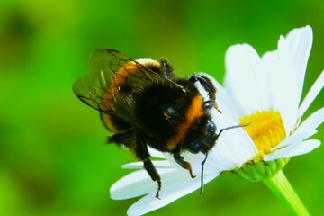 trzmiel na kwiaku © jholy