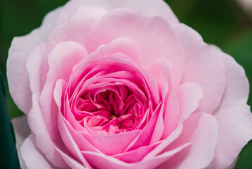 pink rose close up
