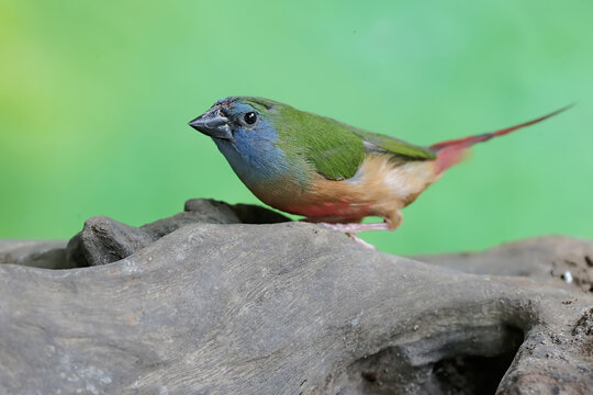 A male pin-tailed parrotfinch is looking for food on a dry tree trunk. This bird, whose feathers are beautiful like the colors of a rainbow, has the scientific name Erythrura prasina.