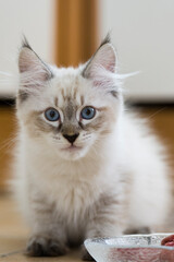 Neva Masquerade Kätzchen sitzt am Futternapf