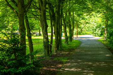 path with trees on either side