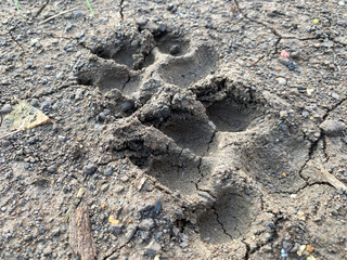 footprints in the ground
