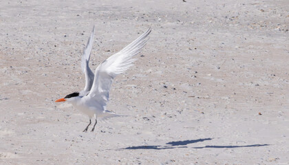 Seagull flying over the beach