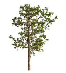 Obraz premium Green tree isolated on transparent background with clipping path and alpha channel.
