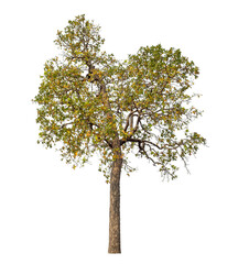 Tree isolated on transparent background with clipping path and alpha channel.