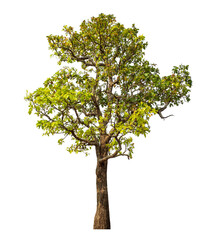 Obraz premium Tree isolated on transparent background with clipping path and alpha channel.