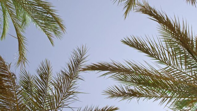 Palm trees bottom view on blue sky background. Tropical coconut palm leaf trees at sunlight. Beach on the tropical island. Slow motion. Looking Up. Advertising, background picture. High quality 4k
