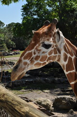 Giraffe in zoo eating grass 