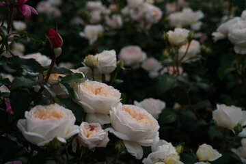 Faint Pink Flower of Roses 'Princess Veil' in Full Bloom
