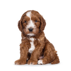 Cute tuxedo Labradoodle aka Cobberdog pup, sitting up side ways. Looking beside camera with blue eyes. Isolated on a white background.