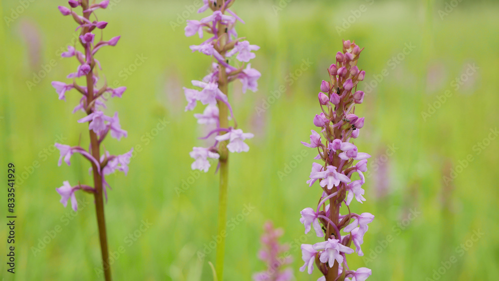 Wall mural Fragrant orchid, wild orchid chalk plant pink blooms detail, Gymnadenia conopsea flower, meadow, endangered close-up blooming, UNESCO biosphere reservation Bile Karpaty White Carpathians nature