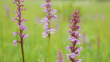 Fragrant orchid, wild orchid chalk plant pink blooms detail, Gymnadenia conopsea flower, meadow, endangered close-up blooming, UNESCO biosphere reservation Bile Karpaty White Carpathians nature