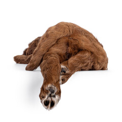 Cute tuxedo Labradoodle aka Cobberdog pup, sleeping with hind paws hanging down from edge. No face, just cute baby butt. Isolated on a white background.